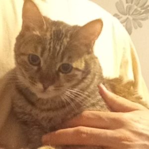 واگذاری گربه DSH ماده یازده ماهه