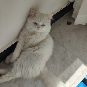 گربه پرشین کامل خانگی واکسن شده با تمام وسایل
