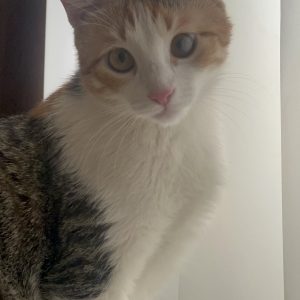 واگذاری گربه ماده ۱ ساله