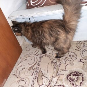 گربه پرشین ماده یک ساله