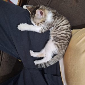 بچه گربه ماده و بازیگوش