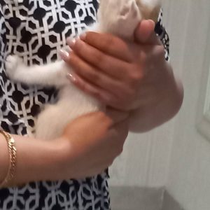 بچه گربه ۱ماهه که مادرش رهاش کرده