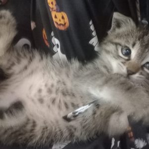بچه گربه dsh ماده حدودا 1 ماهه