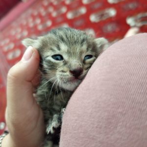 گربه نوزاد ماده 10 روزه واگذاری رایگان