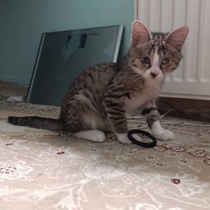 گربه سه و نیم ماهه شیطون و مهربون