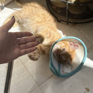 واگذاری بچه گربه دوماهه نر DSH