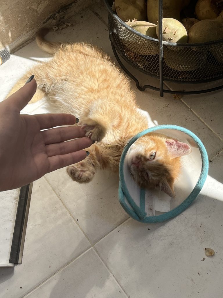 واگذاری بچه گربه دوماهه نر DSH