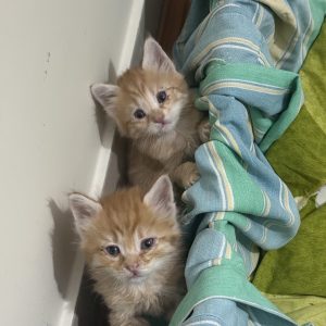 واگذاری گربه DSH نر و ماده 1 ماهه