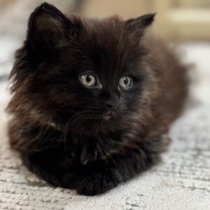 بچه گربه ۲ماهه پشمالو مخملی