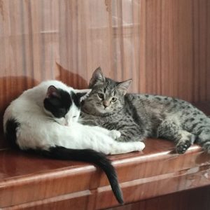 فندق خانمی و آقا برفی واکسینه و عقیم شده