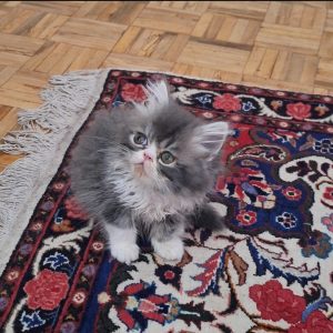 بچه گربه پرشین سوپرفلت بایکالر خانگی دو ماهه