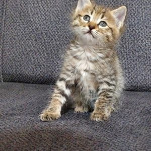 واگذاری گربه رایگان DSH نر و ماده 1 ماهه