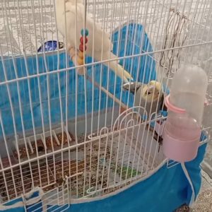 گمشده عروس هلندی درحوالی ارس حافظه 2