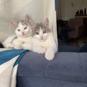 ۲ برادر وابسته  دی اس اچ ۶ ماهه