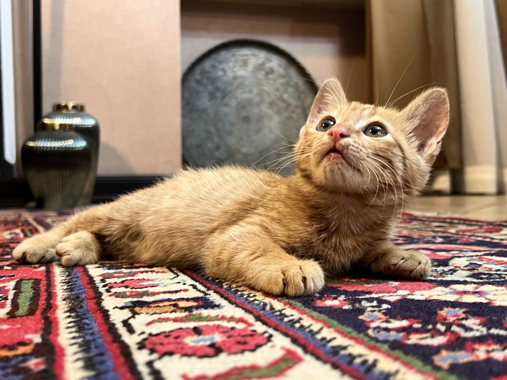 گربه ۲ماهه زیبا و پر انرژی