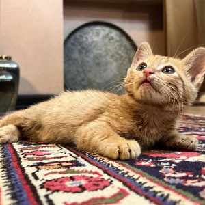گربه ۲ماهه زیبا و پر انرژی