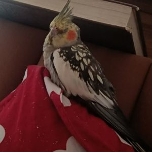 عروس هلندی گم شده در بلوار امام رضا