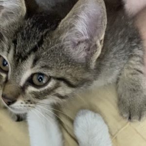 گربه نر‌ دوماهه ملوس