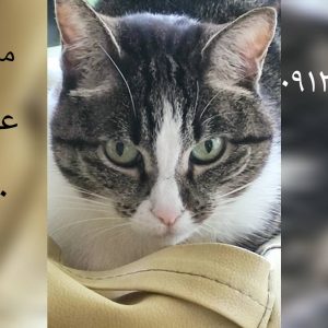 ماده خوشگل عقیم شده DSH