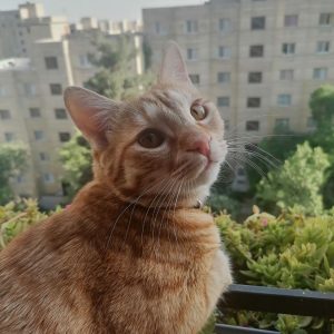واگذاری رایگان گربه 6 ساله (نبات خانم)