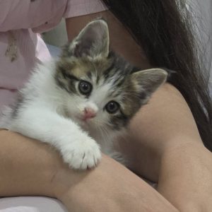 بچه گربه بسیار زیبا و شیرین