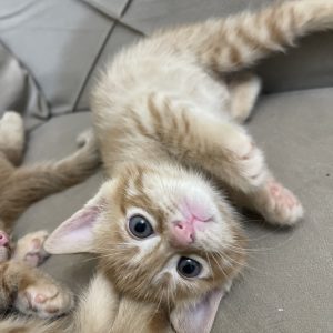 گربه نارنجی DSH نر 3 ماهه