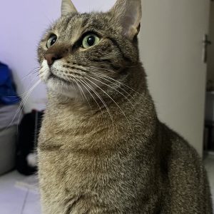 واگذاری گربه نر DSH پنج ساله