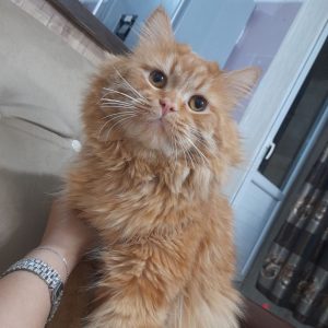 گربه پرشین بریتیش نر 1 ساله