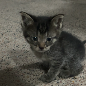 بچه گربه ماده یک ماهه DSH