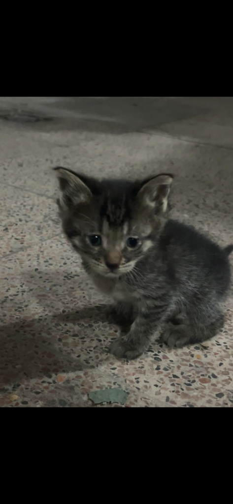 بچه گربه ماده یک ماهه DSH