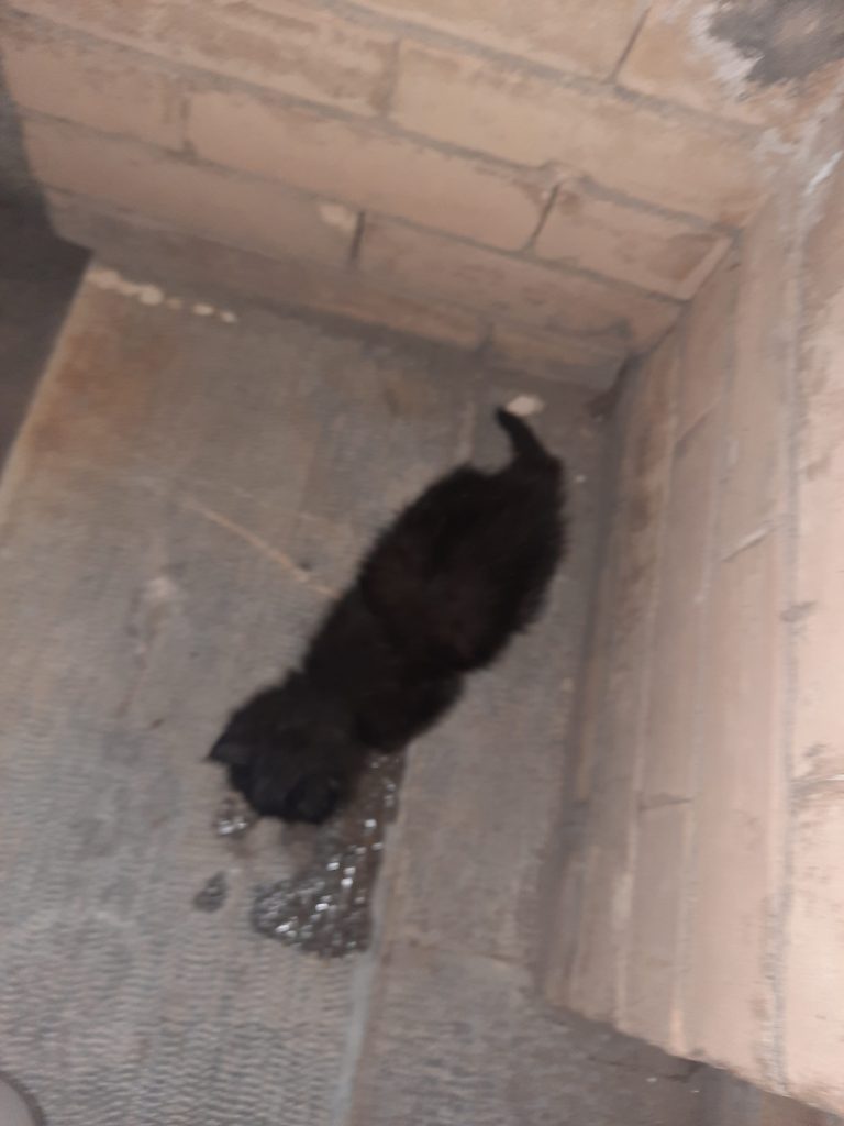 بچه گربه بی سرپرست 1 ماهه DSH