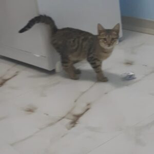 واگذاری آقا ببری ۸ ماهه