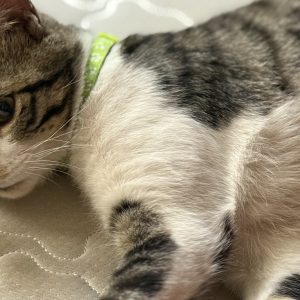 واگذاری دائم گربه DSH نر 6 ماهه