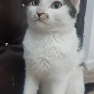 واگذاری بچه گربه ۶ ماهه ماده
