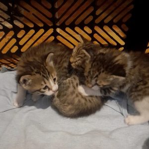 واگذاری بچه گربه DSH نر 1 ماهه