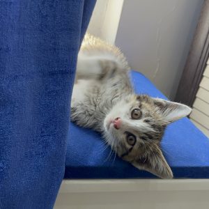 بچه گربه نر یک ماهه، ملوس و زیبا