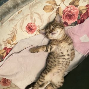 ۲تا بچه گربه خانگی ۲ ماهه
