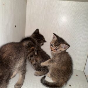 واگذاری بچه گربه ماده دو ماهه دی اس اچ