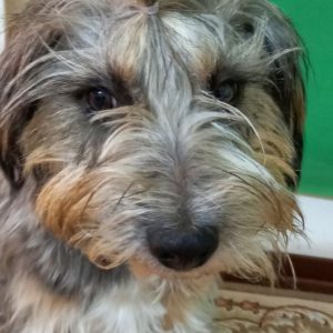 سگ ایریش ولف هوند ماده 3 ساله