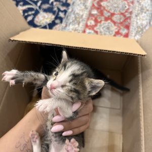 گربه نوزاد پلنگی 20 روزه