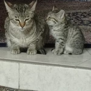 واگذاری گربه و بچه گربه یکساله و یکماهه