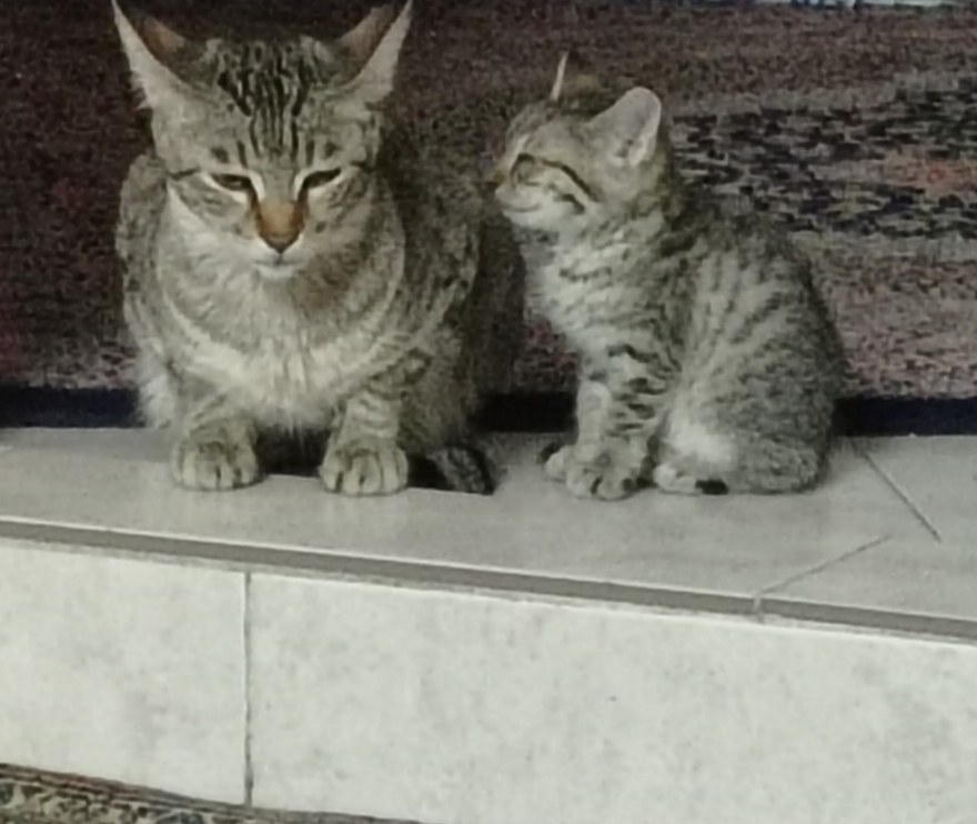 واگذاری گربه و بچه گربه یکساله و یکماهه