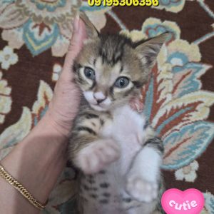واگذاری بچه گربه دوماه نر DSH شیطون