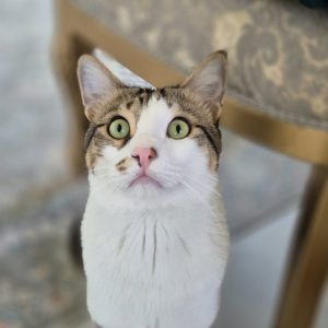 واگذاری دو برادر DSH دو ساله