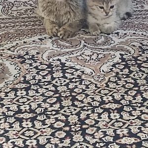 واگذاری سه بچه گربه ومادر