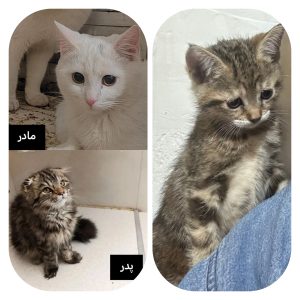 بچه گربه بریتیش ماده سه ماه و نیمه