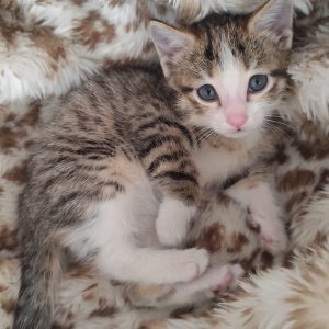 بچه گربه نر 50 روزه DSH
