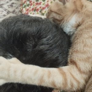 واگذاری گربه چکمه پوش مهربون