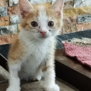 واگذاری رایگان بچه گربه دوماهه ماده