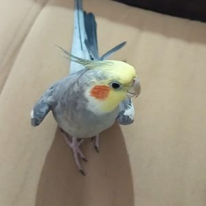 گمشده عروس هلندی در شیشه چی